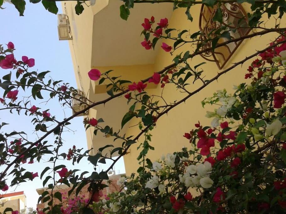 Desert Rose * Хургада